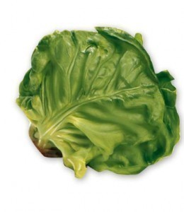 Lettuce Dimensions