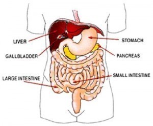 Liver Size