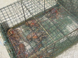How Large is a Lobster Cage?