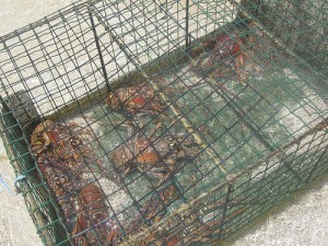 How Large is a Lobster Cage?