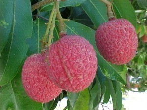 Lychee Sizes