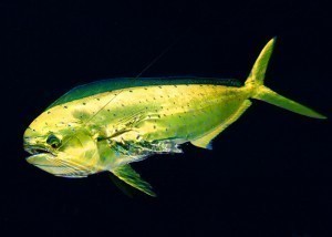 Mahi Mahi Sizes