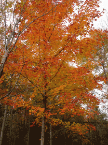 Maple Tree Size