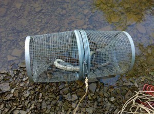 How Large is a Minnow Trap?