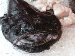 Monkfish Sizes