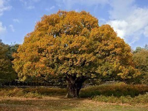 Oak Tree Diameter