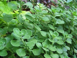 How Large is an Oregano Plant?