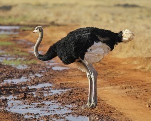 Biggest Bird Ever