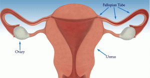 Ovaries Dimensions