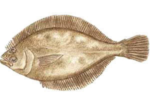 Pacific Sanddab Sizes