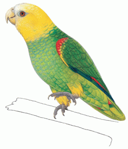 Parrots Average Size