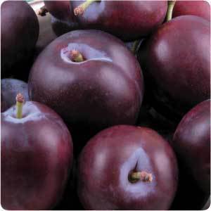 Plum Sizes