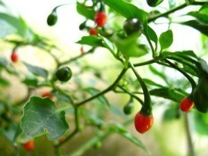 How Big is a Red Pepper Plant?