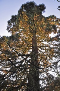 How Tall is a Redwood Tree?