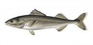 Sablefish Sizes