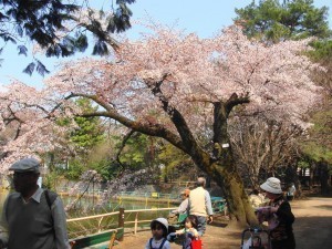 Sakura Tree Size