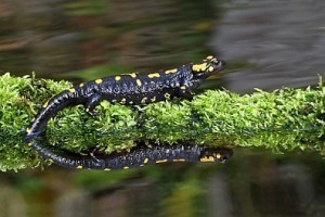 Salamander Sizes