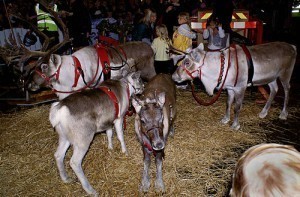 Santa’s Reindeer Sizes