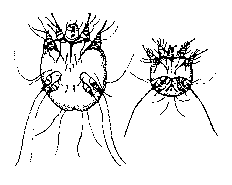 Scabies Burrow Size