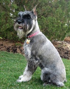 What is the Size of a Schnauzer?