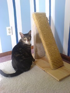 What is the Size of a Scratching Post?