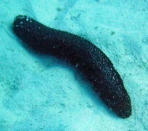 Sea Cucumber Sizes