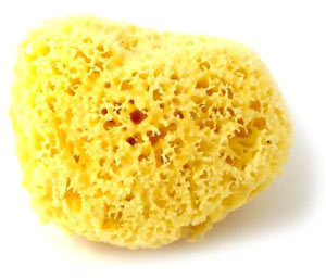 Sponge Sizes