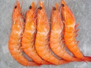 Shrimp Sizes