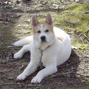 What is the Size of a Akita?