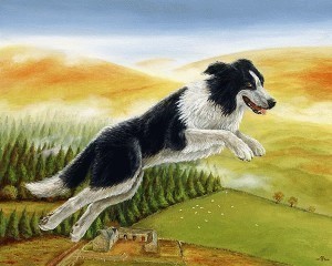 What is the Size of a Collie?