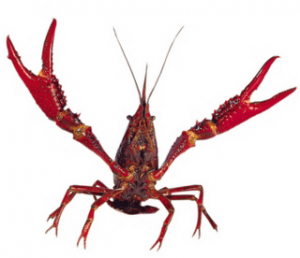 What is the Size of a Crawfish?