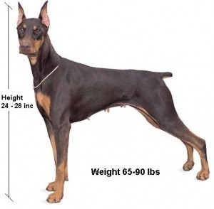What is the Size of a Doberman?