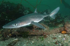 What is the Size of a Dogfish?