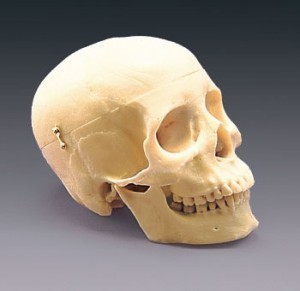 Size of a Human Skull