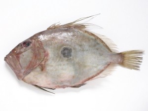 Size of a John Dory