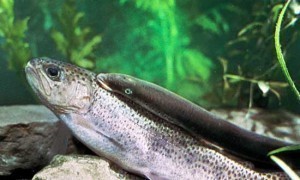 Size of a Lamprey