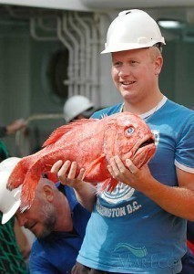 What is the Size of a Orange Roughy?