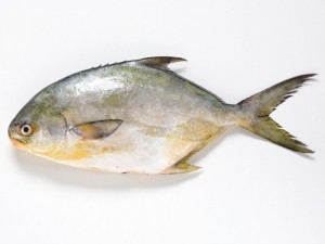 What is the Size of a Pompano?