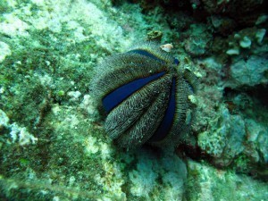 What is the Size of a Sea Urchin?