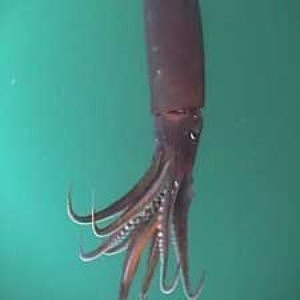 What is the Size of a Squid?