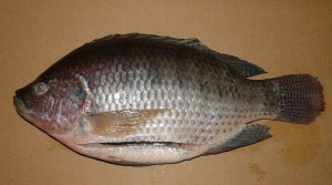 Size of a Tilapia