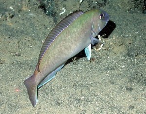 Size of a Tilefish