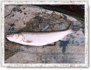 Size of a Trout