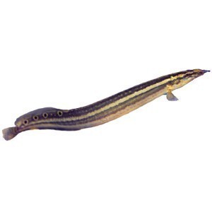 What is the Size of an Eel?