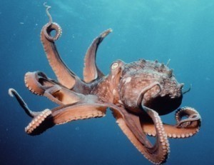 Size of an Octopus