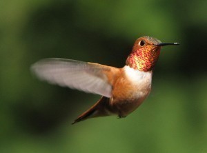 How Small is the Smallest Bird?