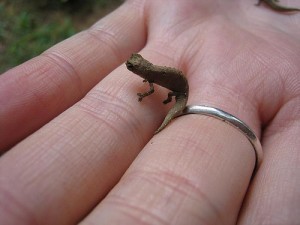 Smallest Chameleon