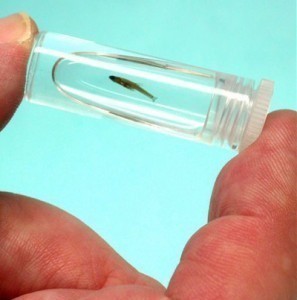 How Small is the Smallest Fish?