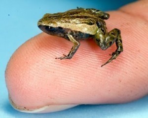 How Small is the Smallest Frog?