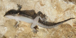 Smallest Gecko